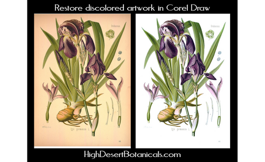 Restoring yellowed artwork with Corel Draw