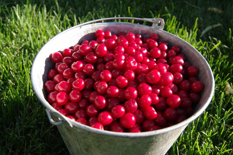Cocktail Cherries Kit