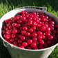Cocktail Cherries Kit
